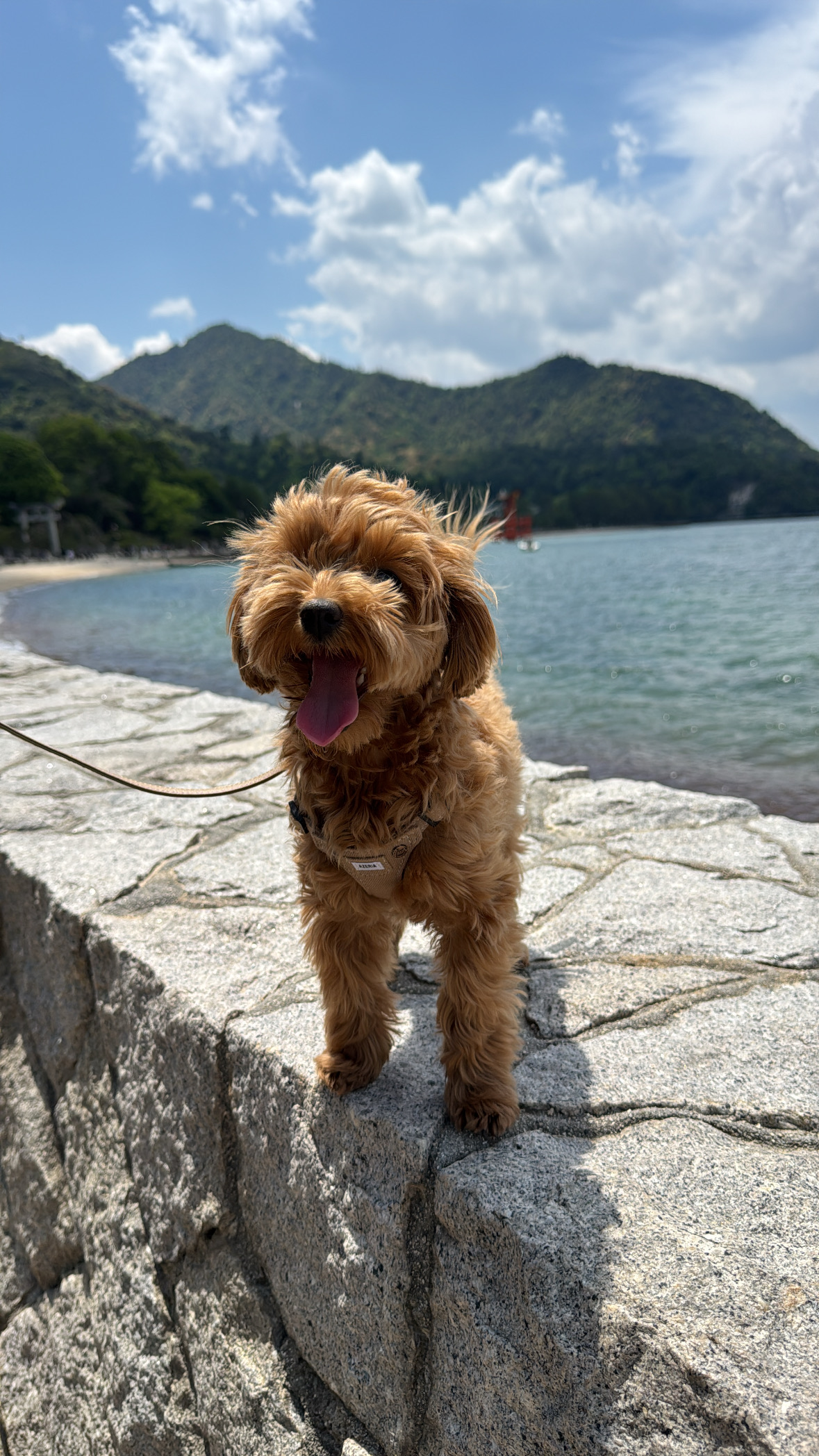 愛犬とのひととき